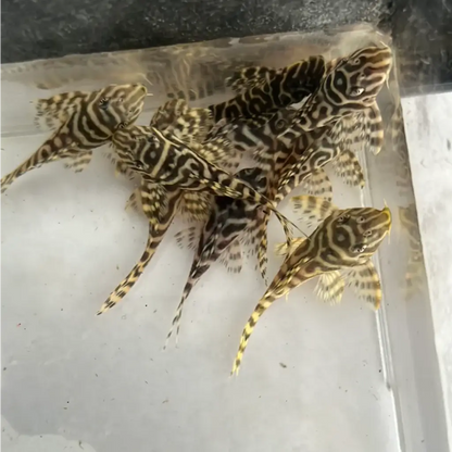 Zebra-striped pleco fish.