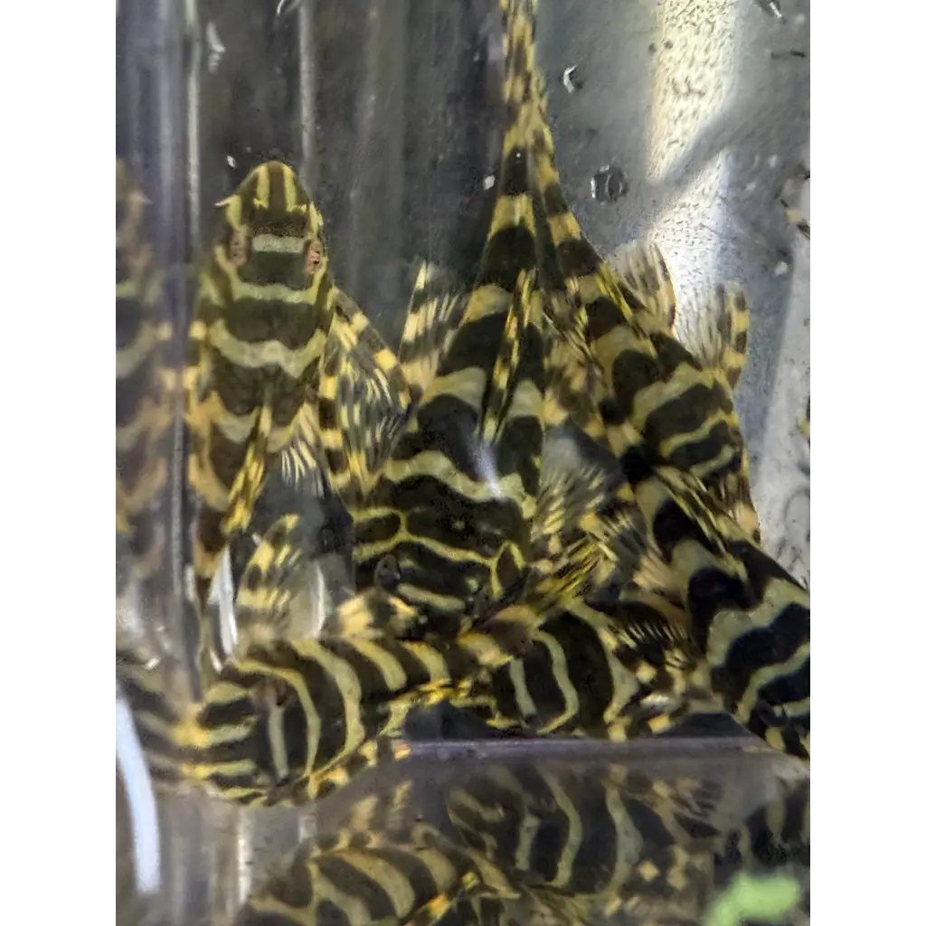 A group of black and yellow striped pleco fish.