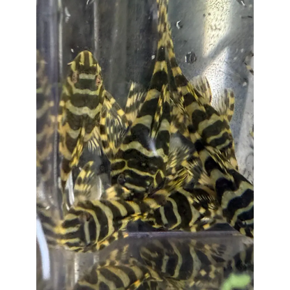 A group of black and yellow striped pleco fish.