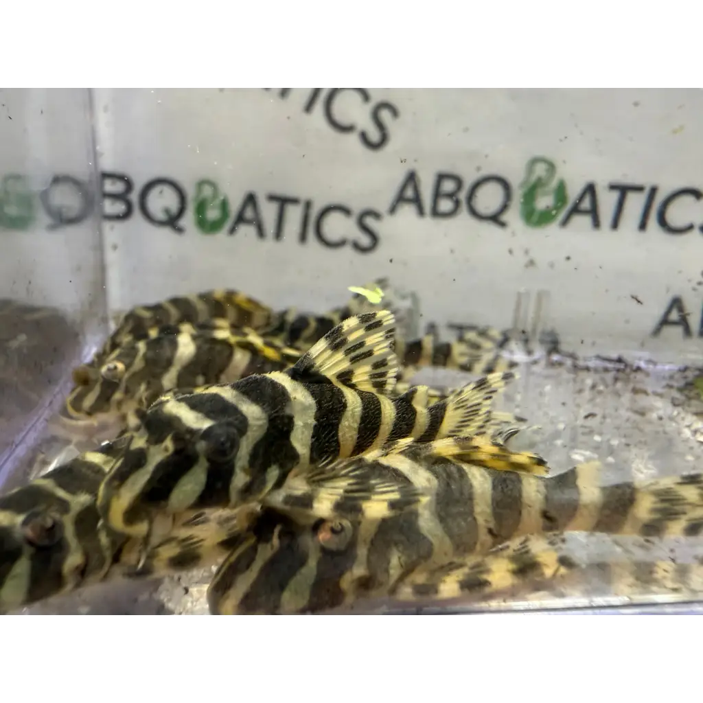 Black and yellow striped pleco fish.