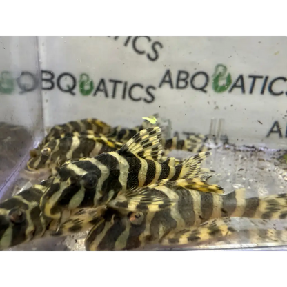 Black and yellow striped pleco fish.