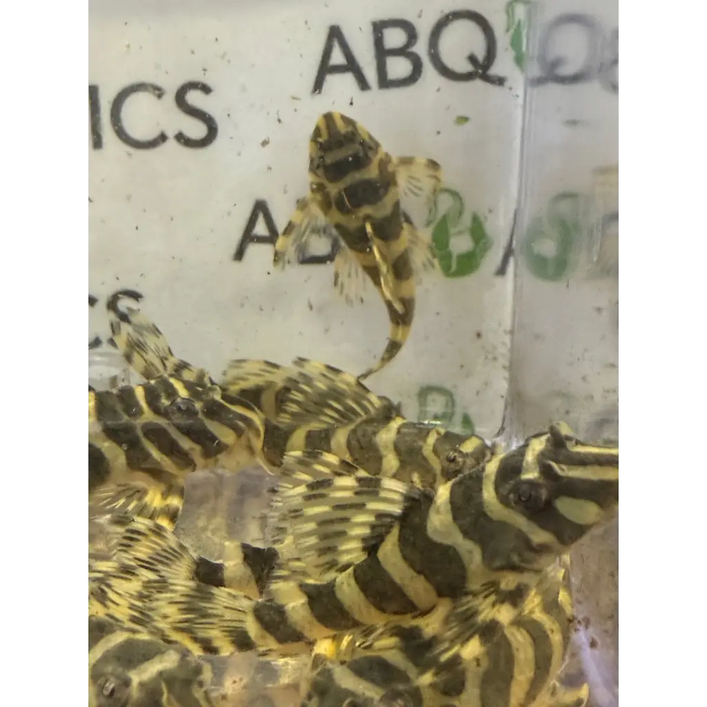 A group of small, striped plecos.