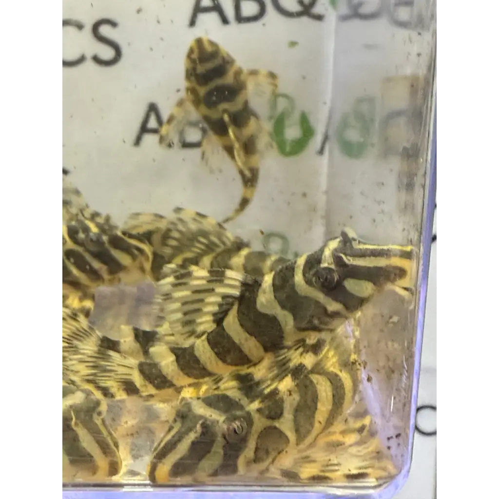 A group of exotic striped fish in a clear container.