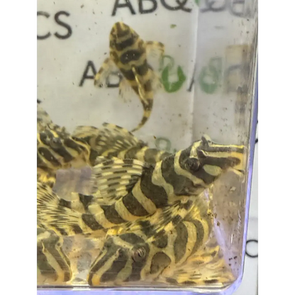 A group of exotic striped fish in a clear container.