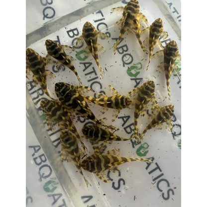 Numerous small, striped freshwater aquarium fish.