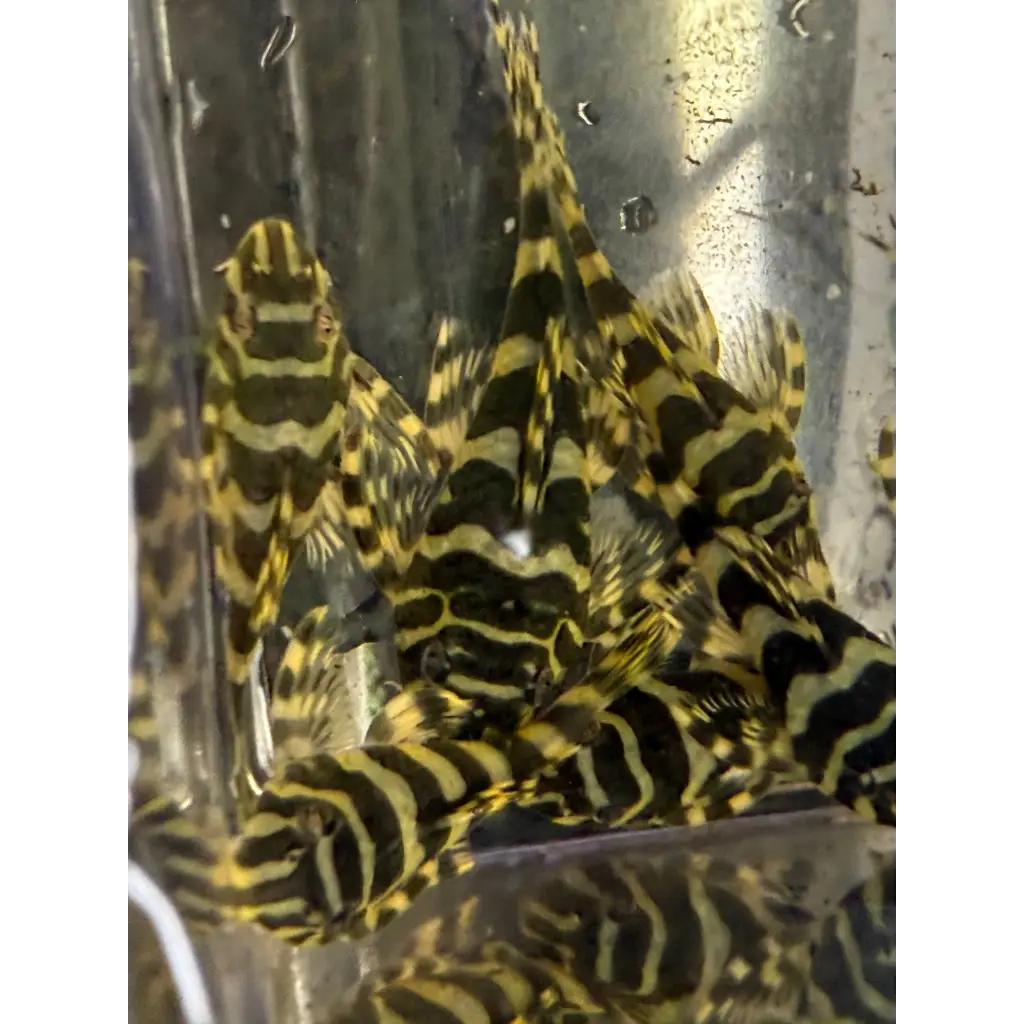 Several small, striped pleco fish.