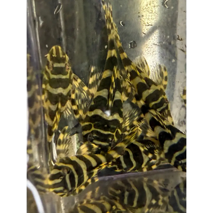 Several small, striped pleco fish.