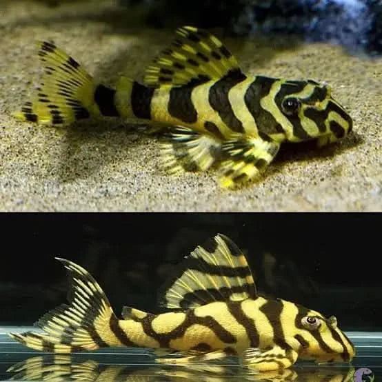 Striped yellow and black fish.