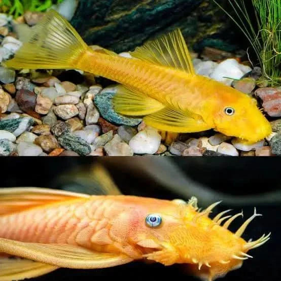 Two golden bristlenose plecos.