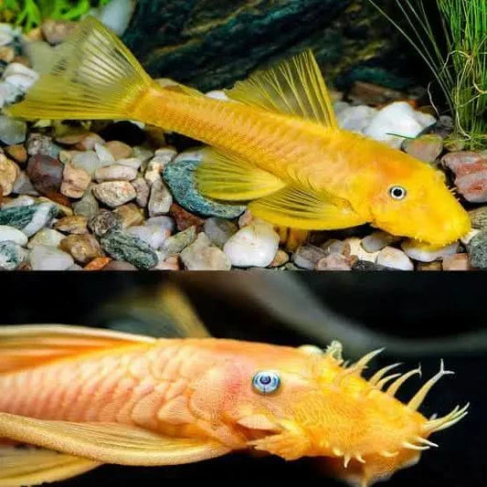 Two golden bristlenose plecos.