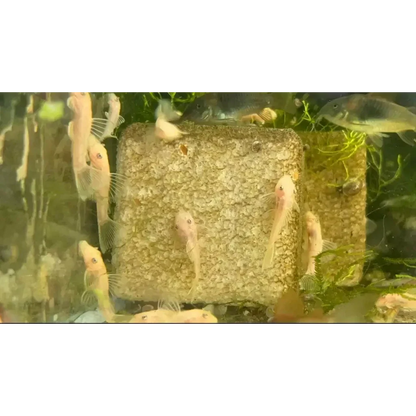 Albino bristlenose plecos on a textured block.