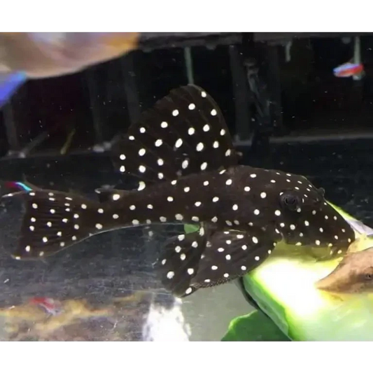 Black fish with white spots.