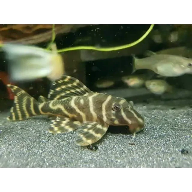 Striped pleco fish.