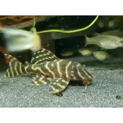 Striped pleco fish.
