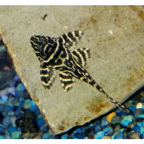 Zebra-striped pleco fish.