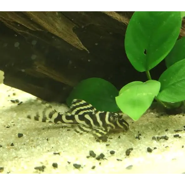 Zebra-striped pleco fish.