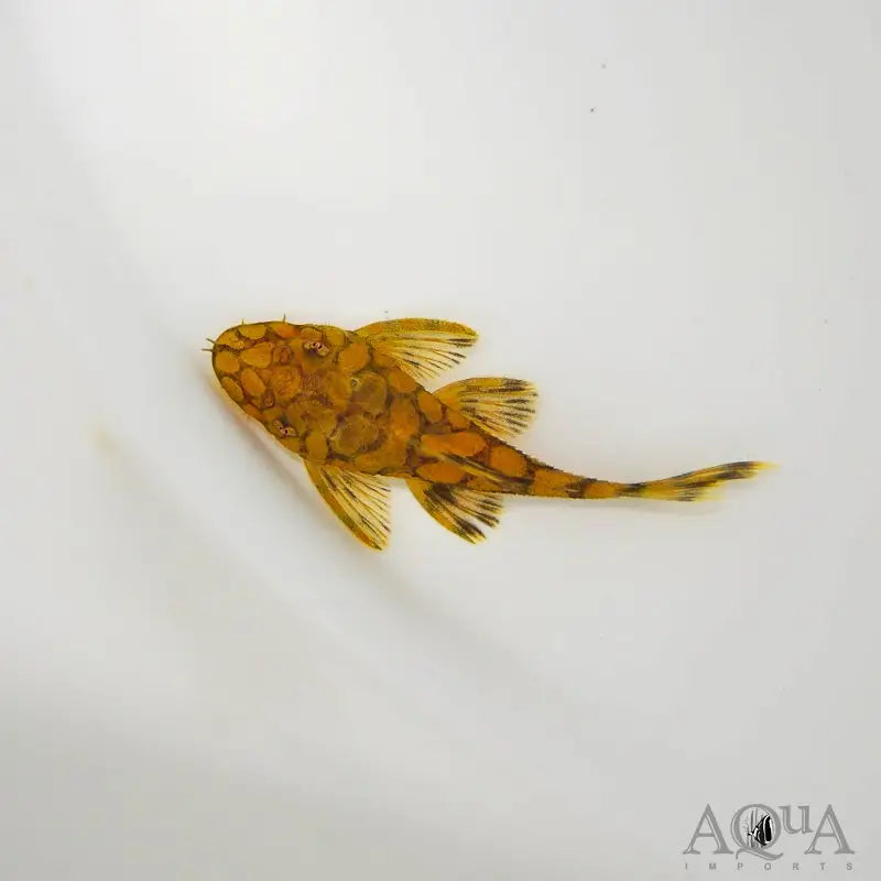 Orange and brown patterned fish.
