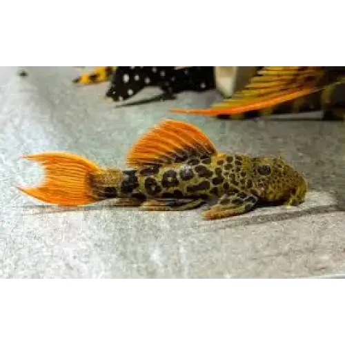Leopard-spotted pleco with orange fins.