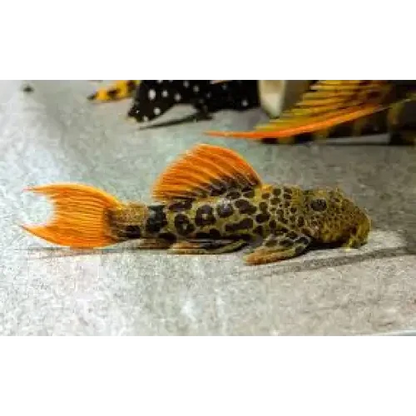 Leopard-spotted pleco with orange fins.