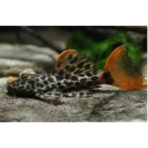 Spotted pleco with orange fins.