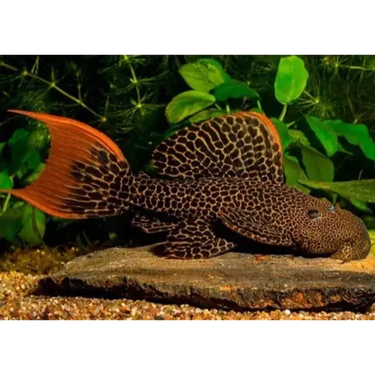 Orange-tailed pleco with dark spots.