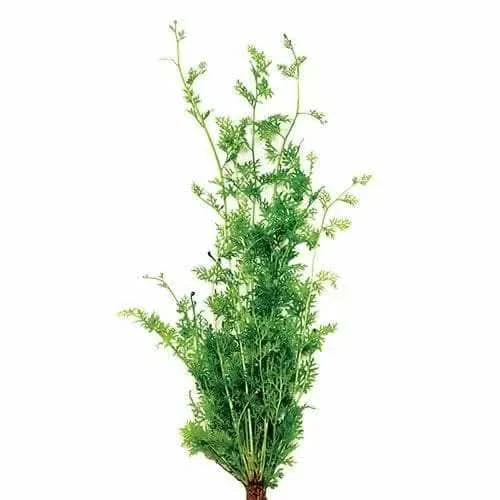 Green, feathery plant.