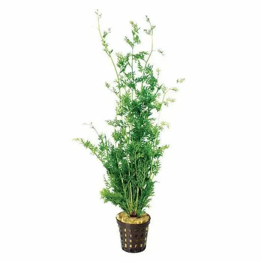 Artificial green plant in brown pot.