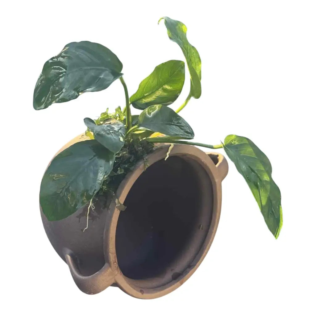 Aquatic plant in a ceramic pot.