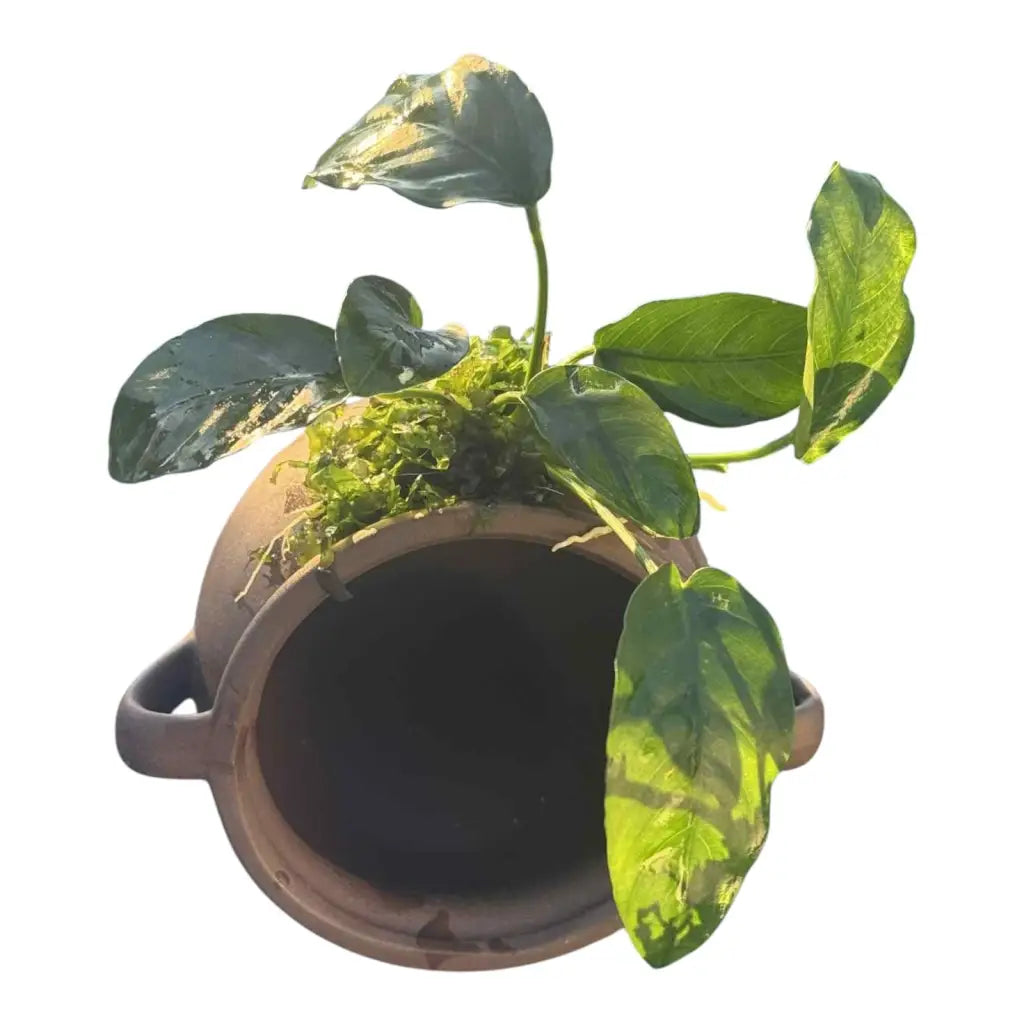 Potted plant with green leaves.