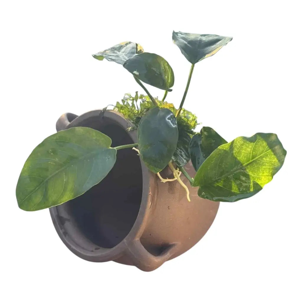 Aquatic plant in a brown pot.
