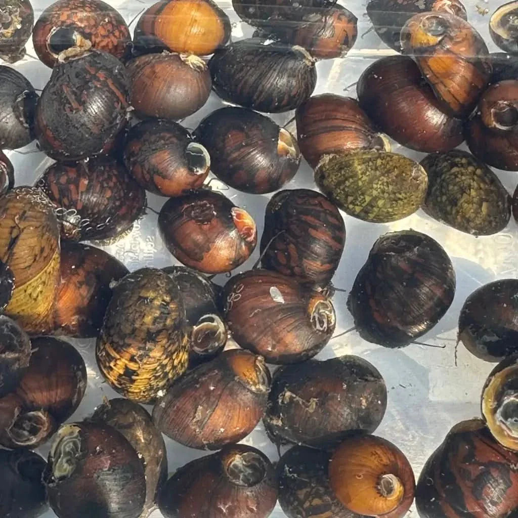 Pile of dark-shelled snails.