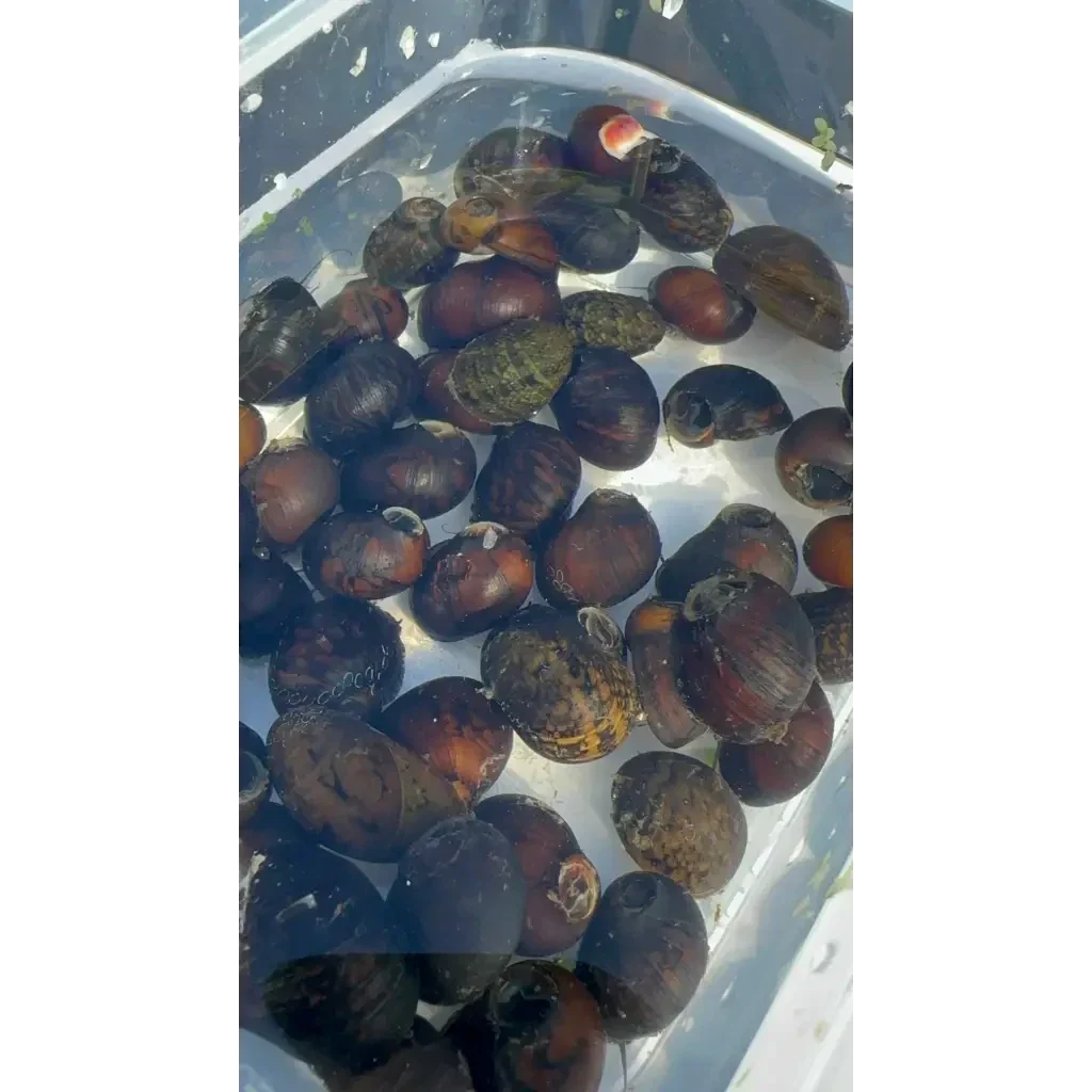 Cluster of snails.