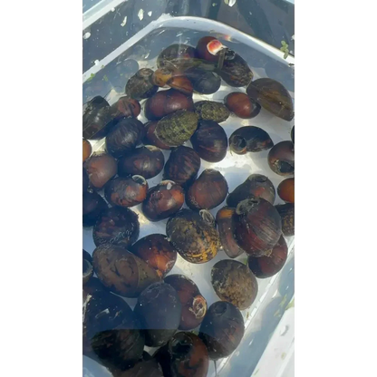 Cluster of snails.
