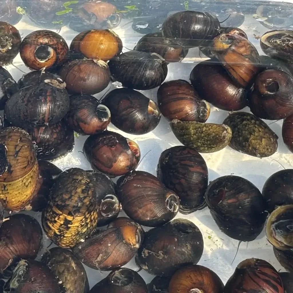 Pile of aquatic snails.