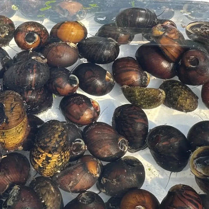 Pile of aquatic snails.
