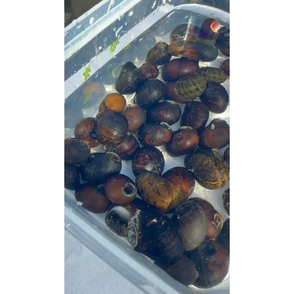 Collection of dark-shelled snails.