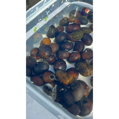 Collection of dark-shelled snails.
