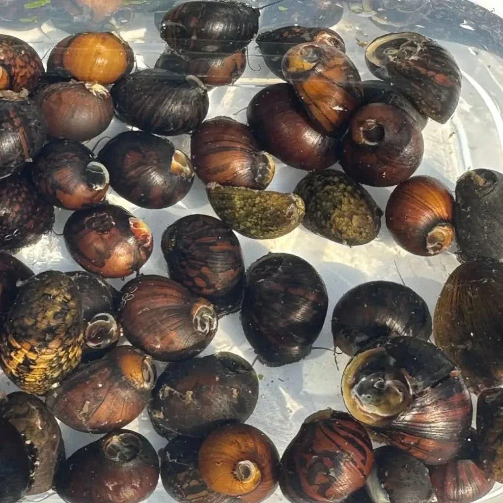 Pile of aquatic snails.