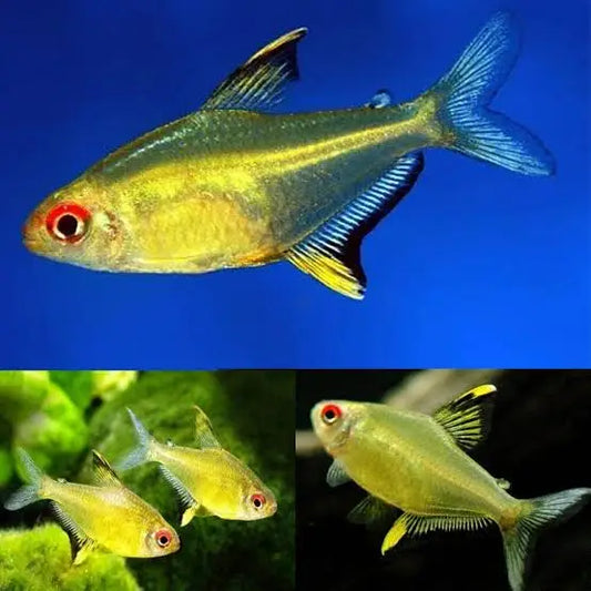 A group of golden-colored freshwater fish with red eyes, blue and black fins, and yellow accents.