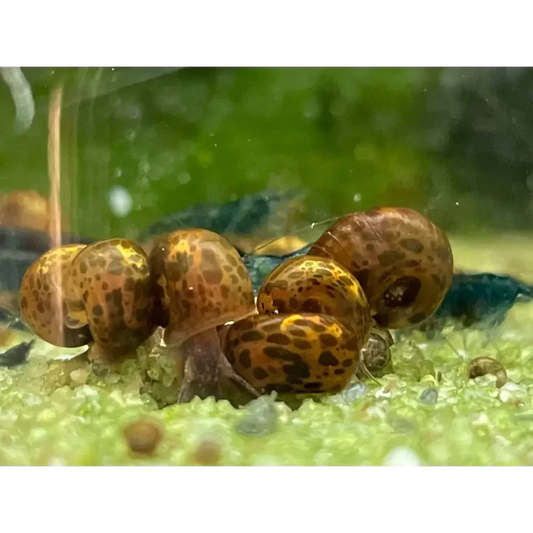 Group of brown and tan spotted snails.