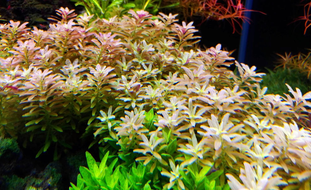 Limnophila aromatica Mini “Submersed Grown - Pot"