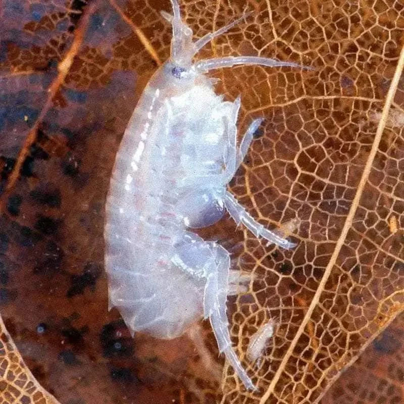 Translucent, segmented crustacean.