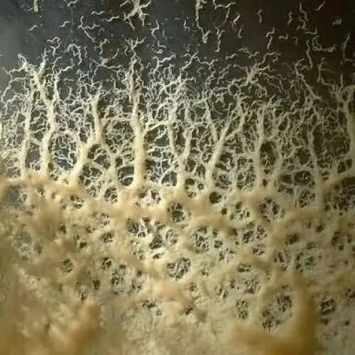 Vein-like fungal growth.