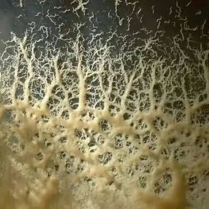 Vein-like fungal growth.