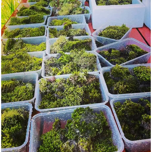 Live Moss For Terrarium DIY Projects Bonsai Kokedama Terrarium/ Terranium Paludarium Vivarium