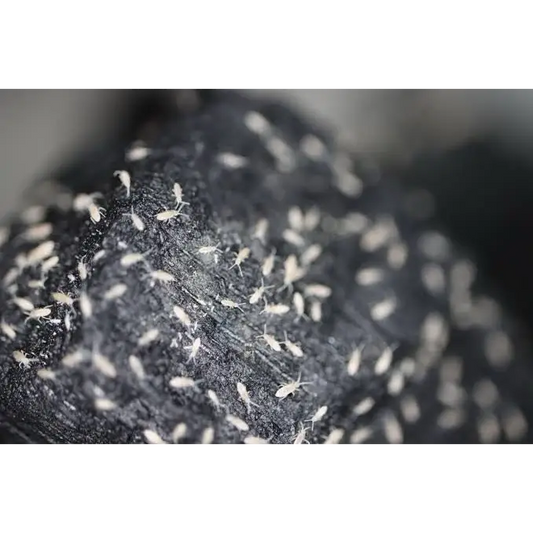 A cluster of tiny white insects crawling across a dark, textured surface.
