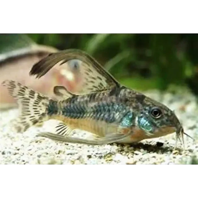 Corydoras catfish with intricate markings.