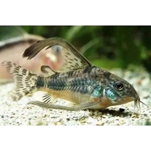 Corydoras catfish with intricate markings.