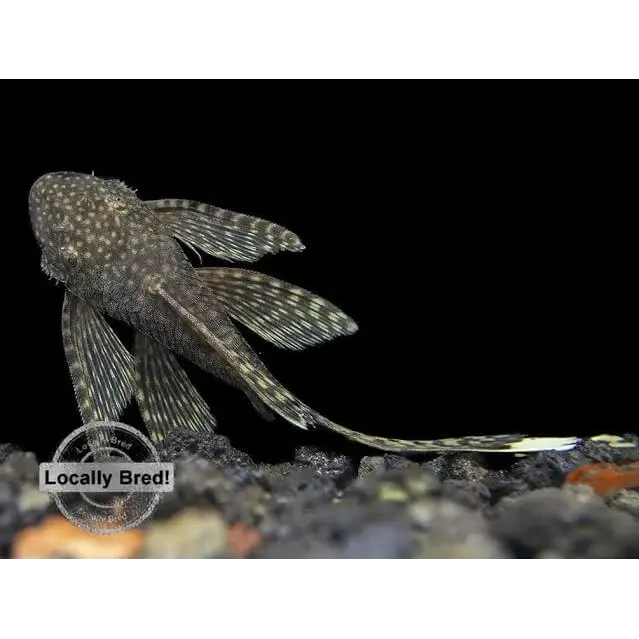 Spotted pleco fish.
