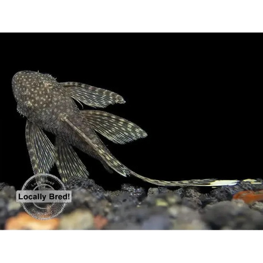 Spotted pleco fish.